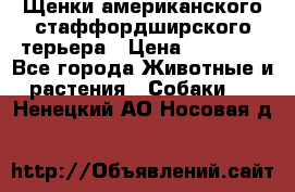 Щенки американского стаффордширского терьера › Цена ­ 20 000 - Все города Животные и растения » Собаки   . Ненецкий АО,Носовая д.